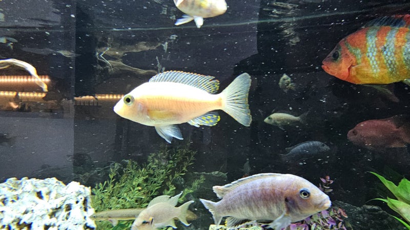 Pair of Developing Hap Cichlids – One Albino – Approx. 7–10 cm Carousel 4