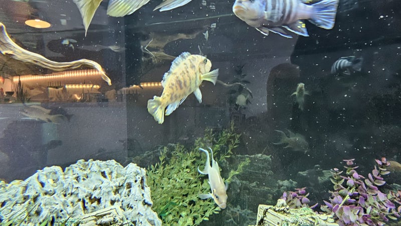 Marble / Marbled Mbuna Cichlid – Approx. 10 cm Carousel 2