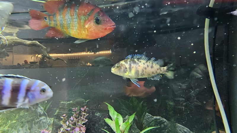 Marble / Marbled Mbuna Cichlid – Approx. 10 cm Carousel 4