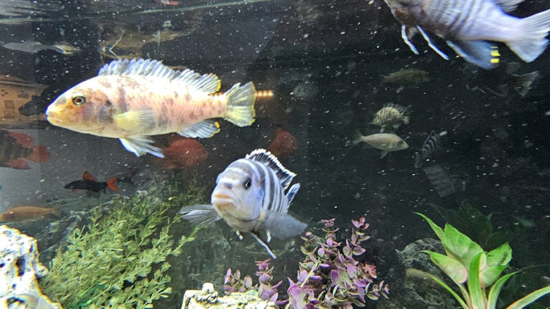 Marble / Marbled Mbuna Cichlid – Approx. 10 cm Carousel 1