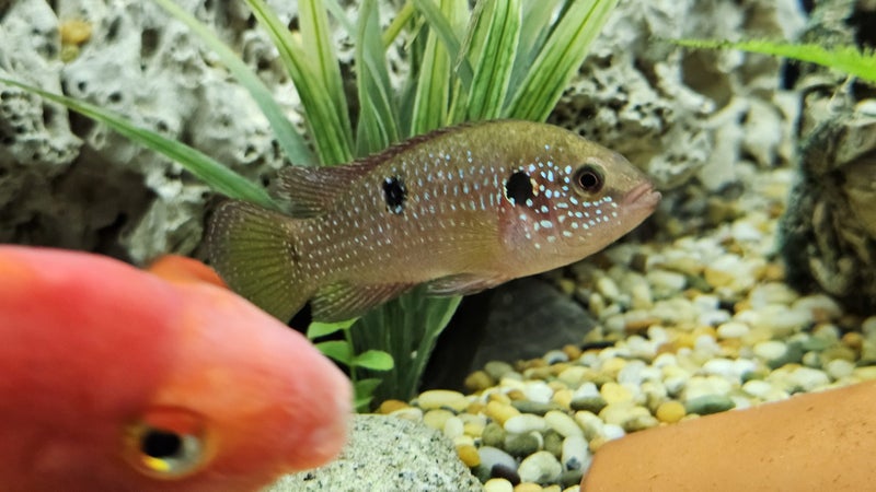 Jewel Cichlid – Developing – Approx. 7 cm Carousel 1