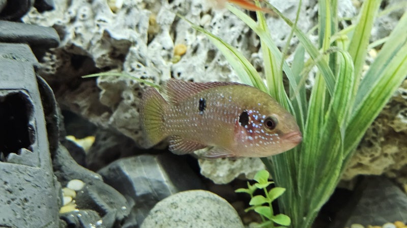 Jewel Cichlid – Developing – Approx. 7 cm Carousel 2