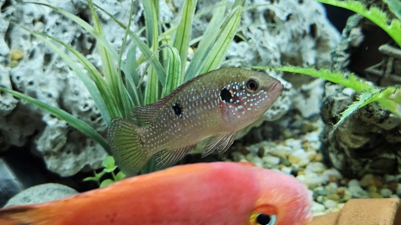 Jewel Cichlid – Developing – Approx. 7 cm Carousel 3