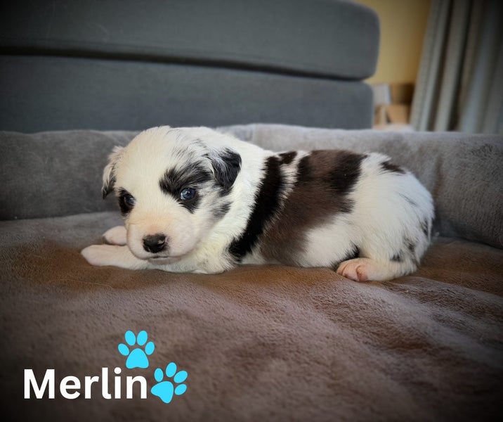 Purebred Border Collie Pups Carousel 2