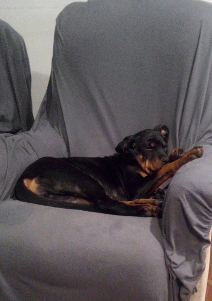 Pedigree German Rottweiler puppies (show line/working line) Carousel 1