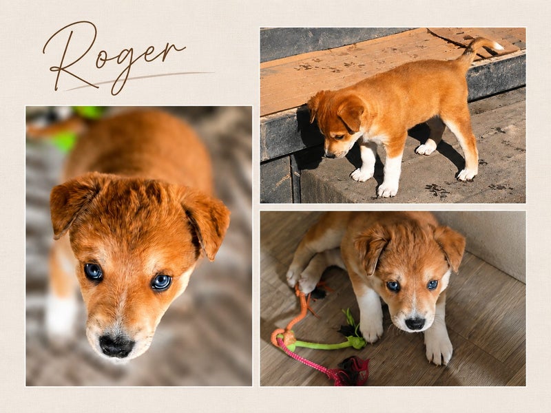 Border Collie × Husky × Blue Heeler Puppies Carousel 2