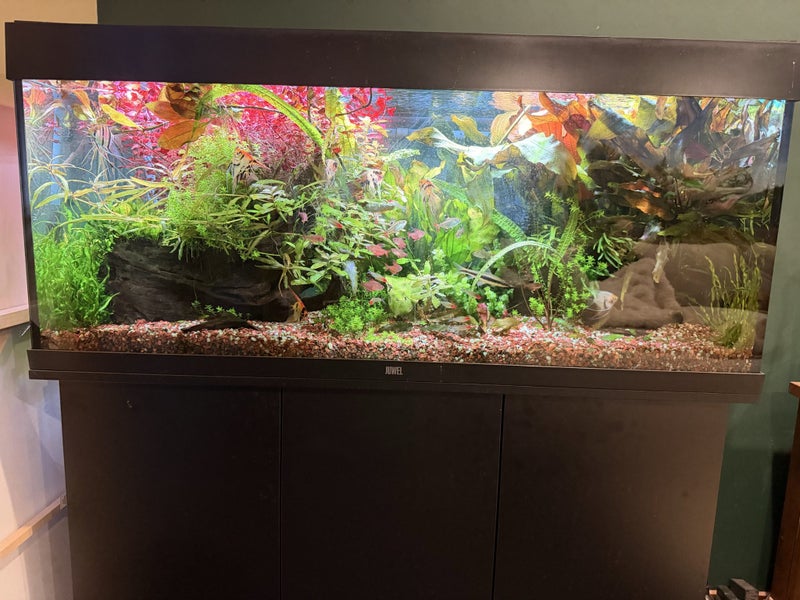 Juwel 240L full setup Carousel 1