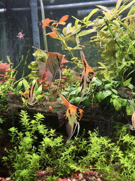 Juwel 240L full setup Carousel 2