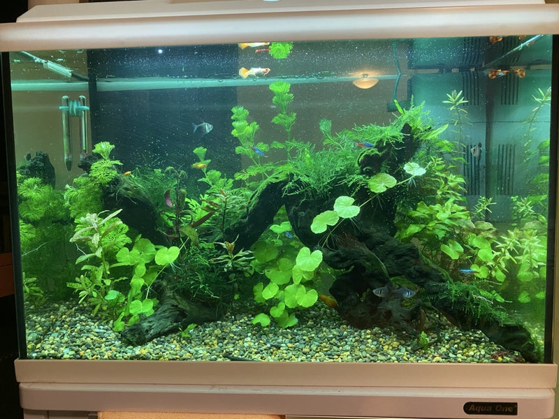 Juwel Primo Lux 60+ Stand Aquarium Carousel 2