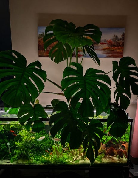 200L Aquarium Fully Planted Carousel 2