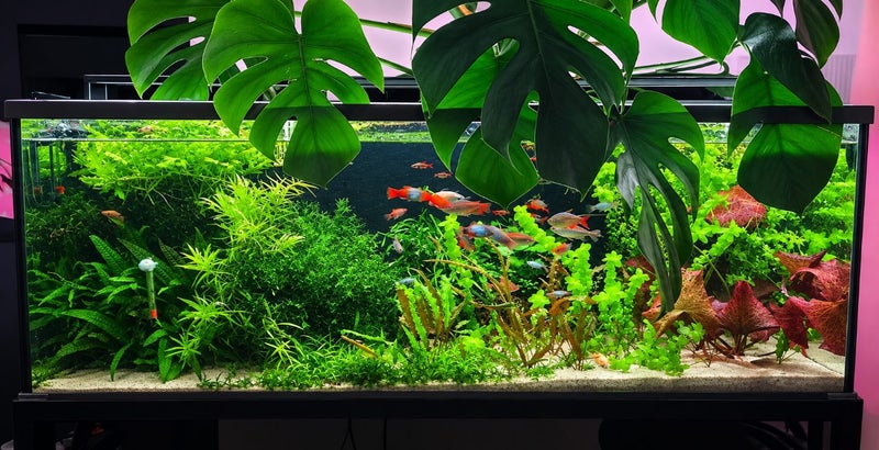 200L Aquarium Fully Planted Carousel 1