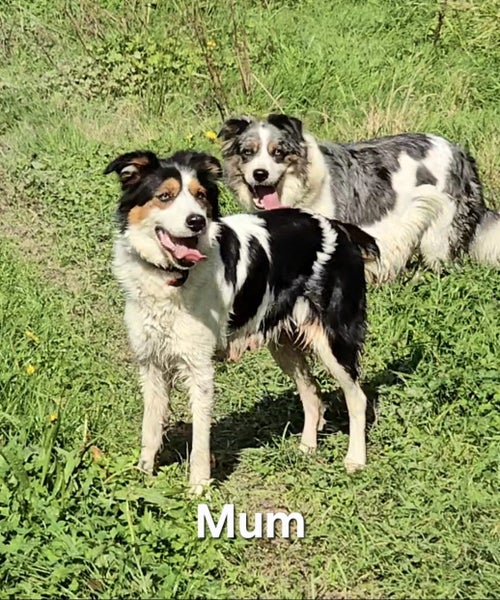 Purebred border collie puppies Carousel 20