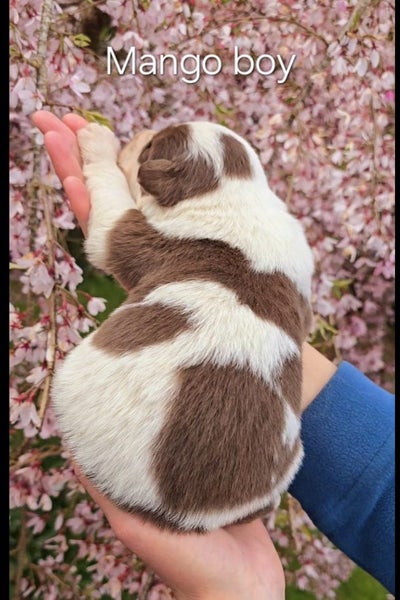 Purebred border collie puppies Carousel 2