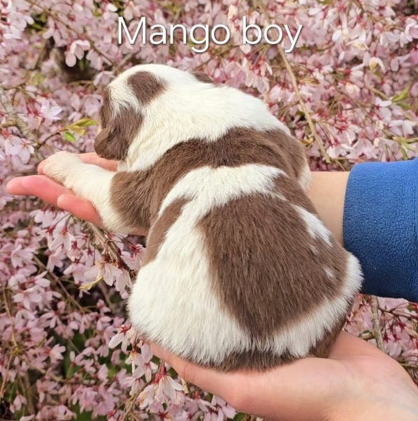 Purebred border collie puppies Carousel 1