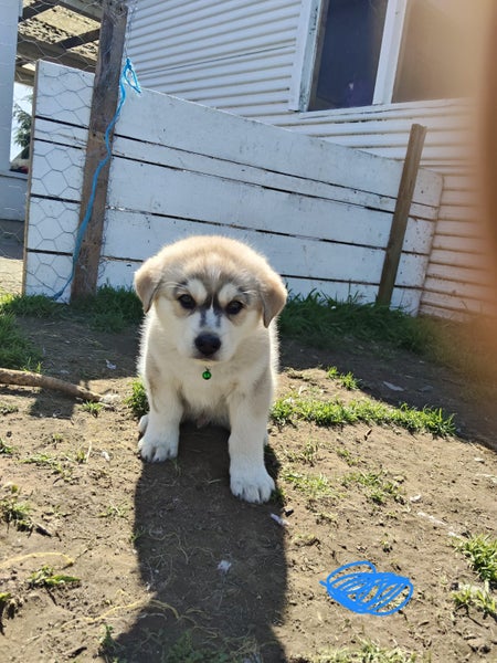 Gorgeous MALAMUTE X HUSKY X GERMAN SHEPARD Pupp Carousel 2