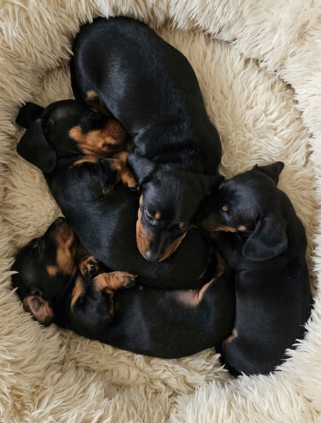 Adorable Miniature Smooth Haired Dachshund Puppies Looking for Their Forever Hom