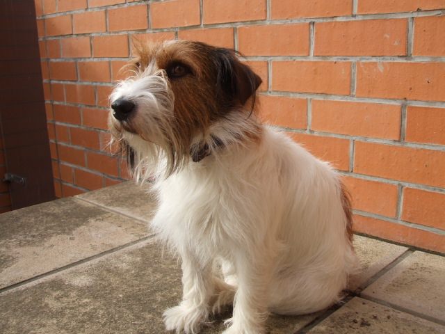 $1,200 Jack Russell - "Steiny" missing METHVEN Carousel 2