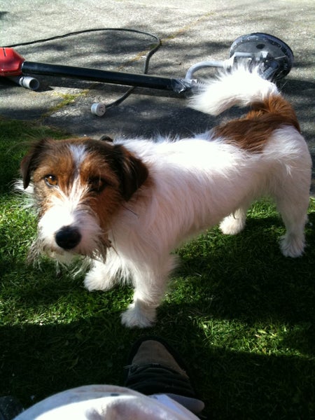 $1,200 Jack Russell - "Steiny" missing METHVEN Carousel 1