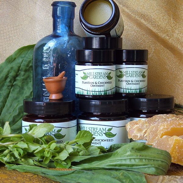 Plantain & Chickweed Ointment 1x 30mL Jar Carousel 1