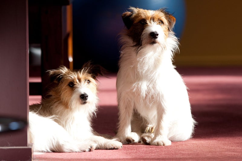 $1,200 Jack Russell - "Steiny" missing METHVEN Carousel 3