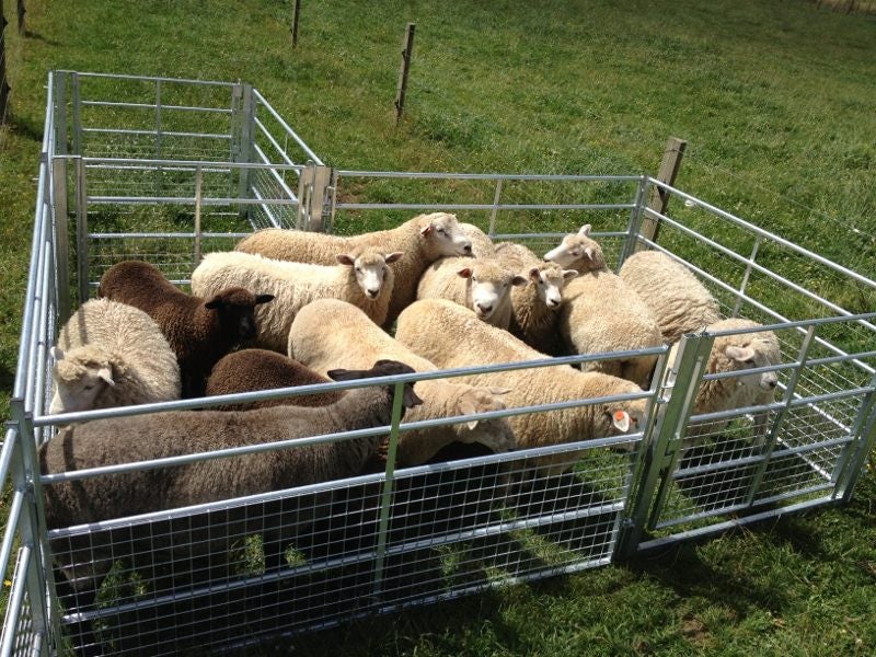 Portable sheep yard 18 to 20 head Carousel 1