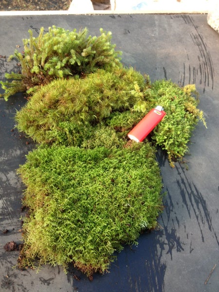 Various Deco Moss's Clam Tray - Two layers of moss. Carousel 1