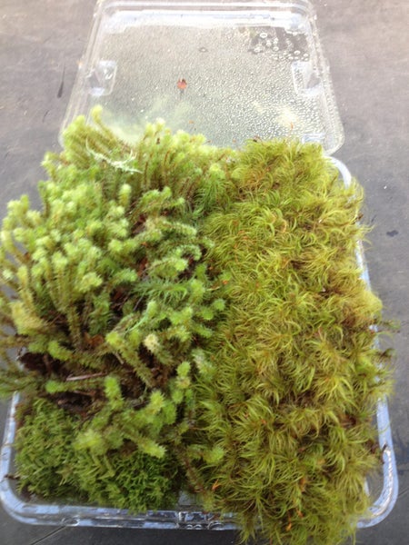 Various Deco Moss's Clam Tray - Two layers of moss. Carousel 2