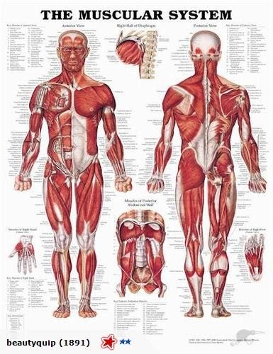 Muscular System anatomical chart Carousel 1