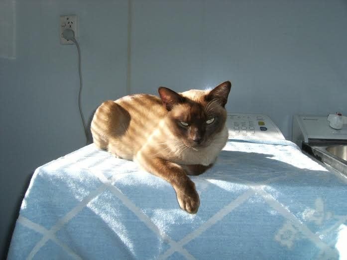 Missing Tan Burmese de-sexed male cat from Rotorua Carousel 1