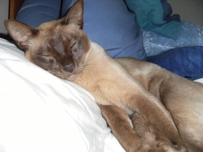 Missing Tan Burmese de-sexed male cat from Rotorua Carousel 2