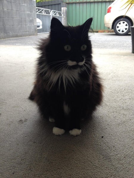Missing -Longhaired Black&White Desexed Female Cat Carousel 1