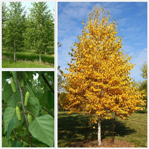 Betula Pendula Silver Birch 2m Tall Trade Me