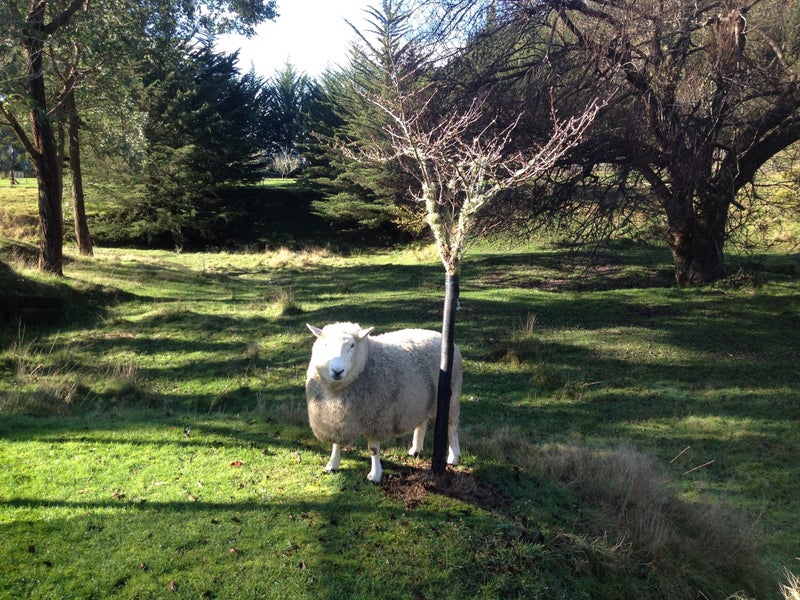 Nelson Property Garden Carousel 1