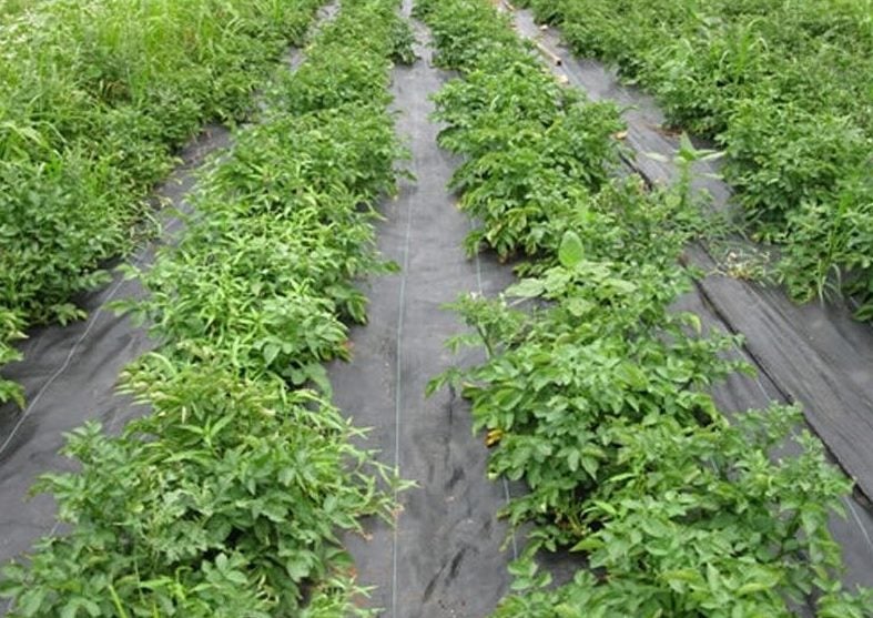 1m X 100m Weed mat Carousel 3