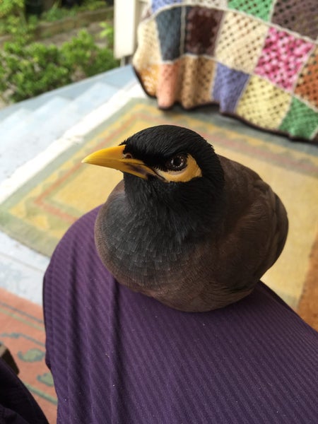 MORRIS MYNAH Carousel 1