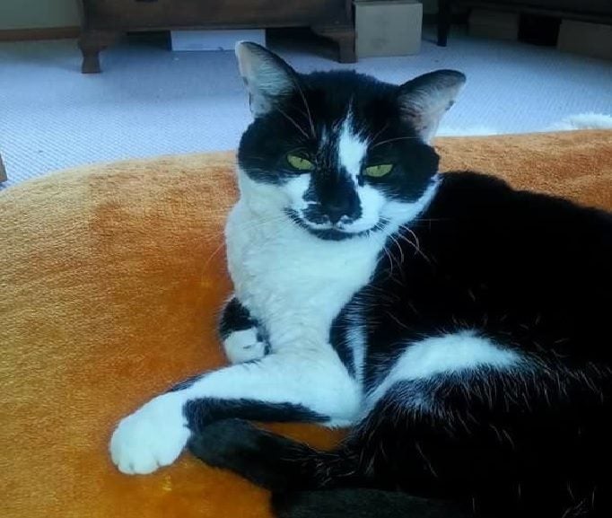 Lost from near Show Grounds Hastings - Black & white cat called Panda Carousel 1