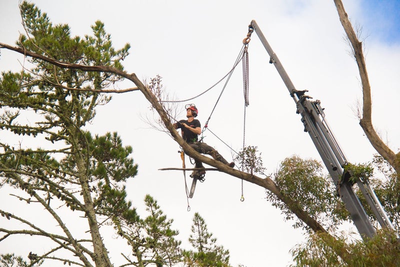 Hardfell Ltd - Tree Trimming and Removals Carousel 2