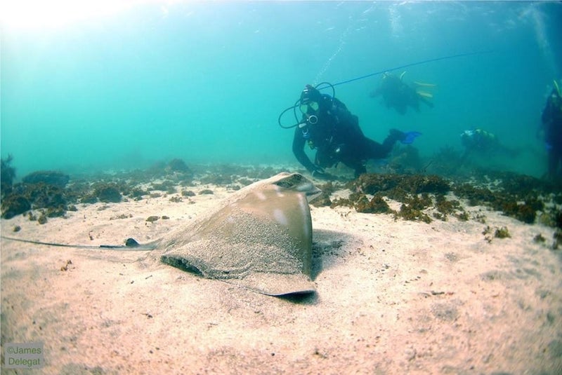 SSI OPEN WATER Scuba Diving COURSE62979521257730112