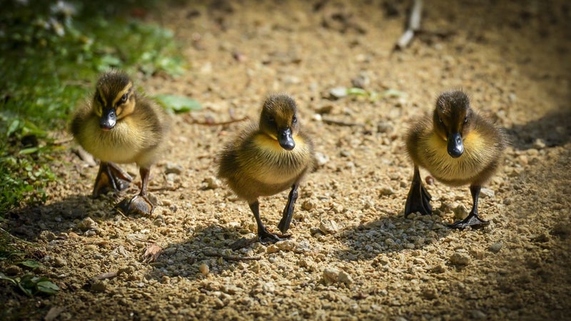 Ducklings at lake Virginia, Wanganui Canvas Print 53cm x 30cm Carousel 3