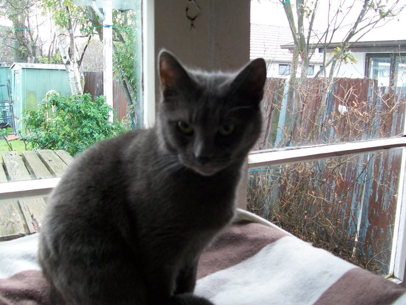 Lost grey cat- Merivale area. Carousel 1