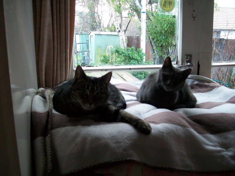 Lost grey cat- Merivale area. Carousel 2
