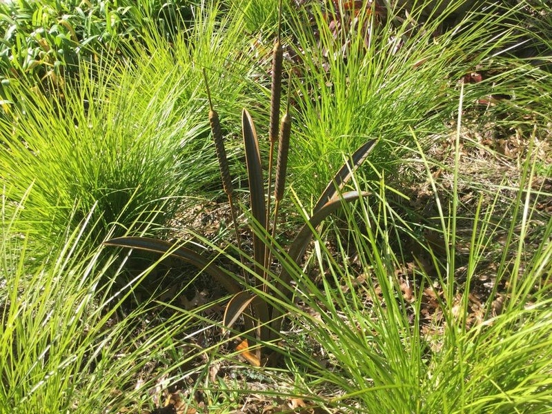 BULLRUSH - RAUPO REED PLANT 1 metre tall Carousel 1