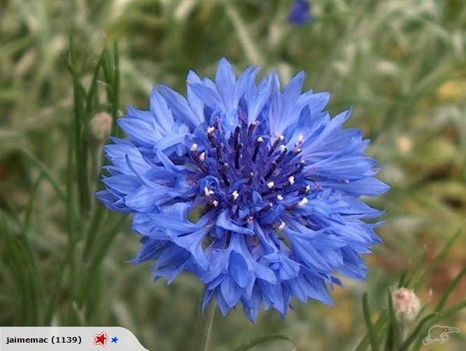 CORNFLOWER CLASSIC FANTASTIC - 20 SEEDS Carousel 1