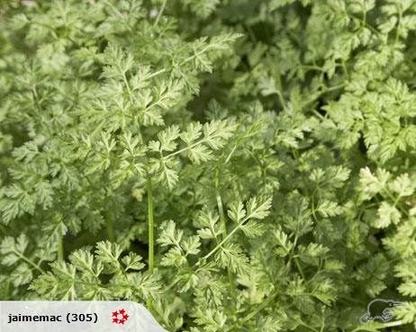 CHERVIL VERTISSIMO - 20 SEEDS Carousel 1