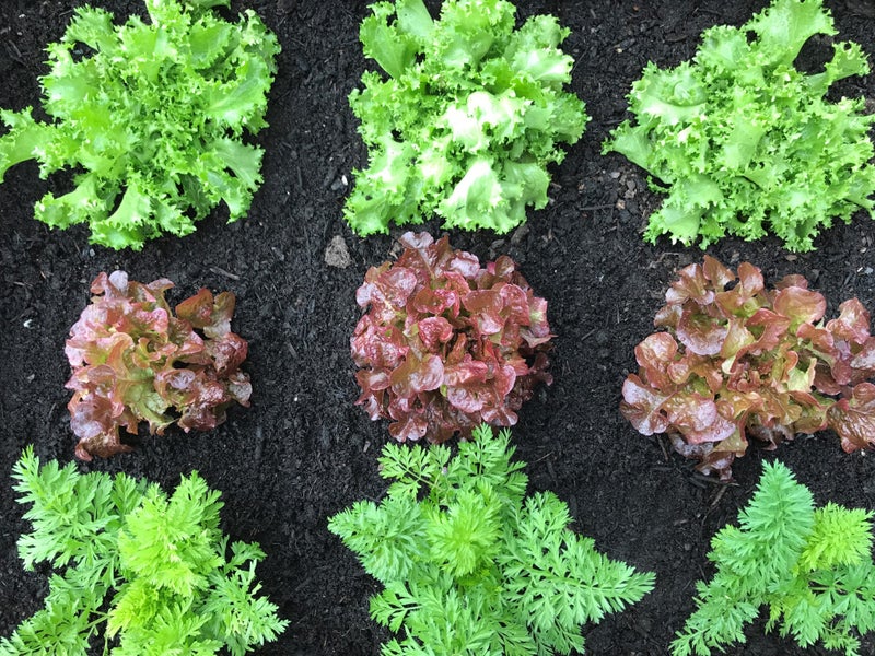 Weed Free - Garden Mix (1m3) Carousel 2