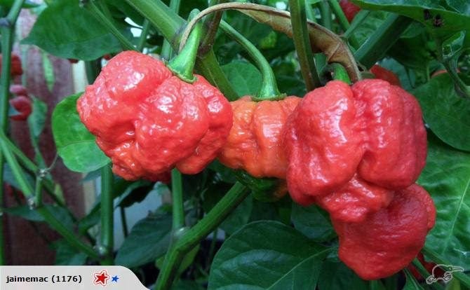 TRINIDAD SCORPIAN MORUGA - 6 SEEDS Carousel 1