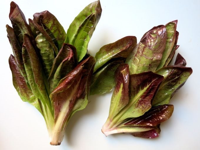 RADICCHIO red-veined lettuce 20 seeds Carousel 1