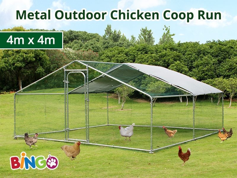 Chicken Run With Netting