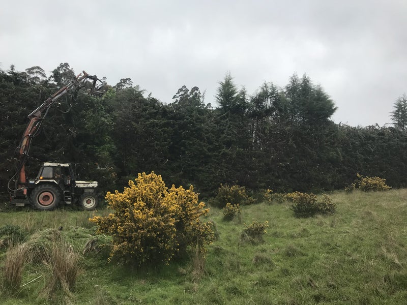 Hedge Trimming Property Service Tasman Nelson Trade Me Services
