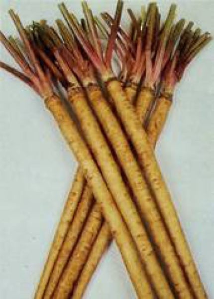 Seeds:20 Burdock Takinogawa Long Carousel 1